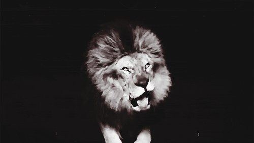 Гифки рычащих львов - 44 анимированных изображения