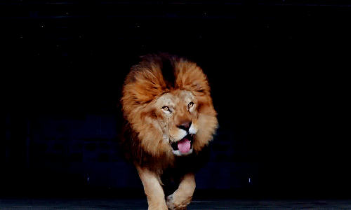 lion-roar-34