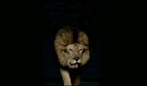 lion-roar-37