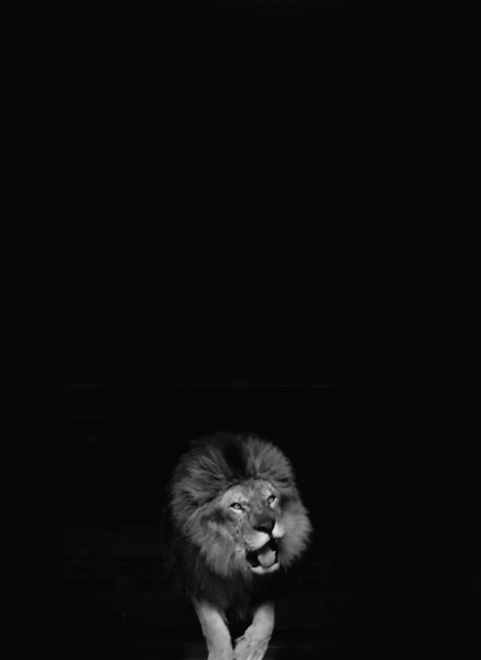 lion-roar-38