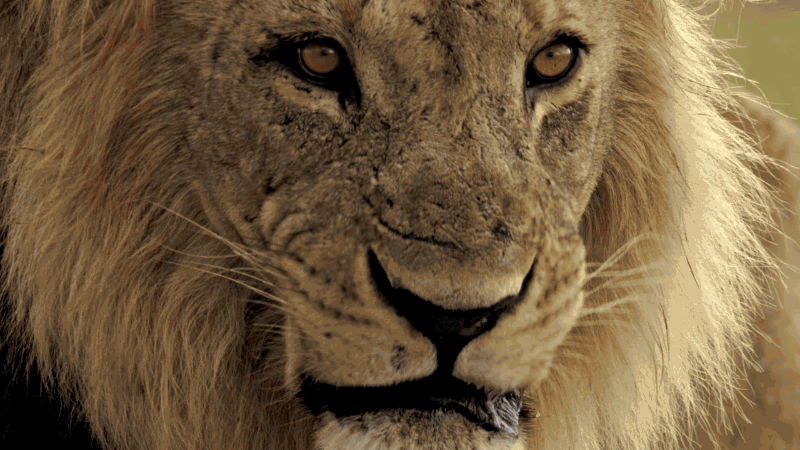 lion-roar-7