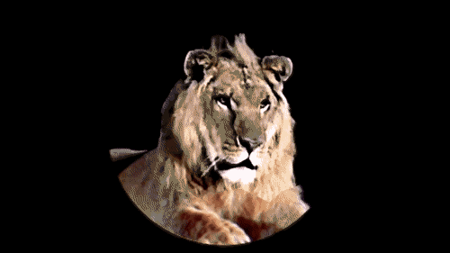lion-roar-9