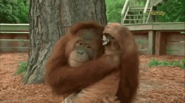 Hugs of Monkeys on GIFs - 18 Cute Animated Pics