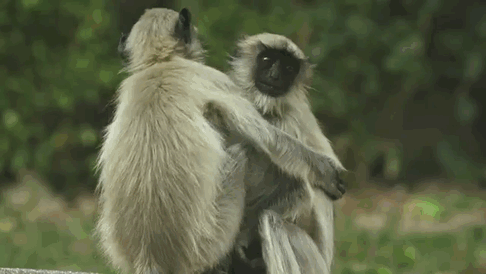 Объятия обезьян на гифках - 18 милых анимированных изображений