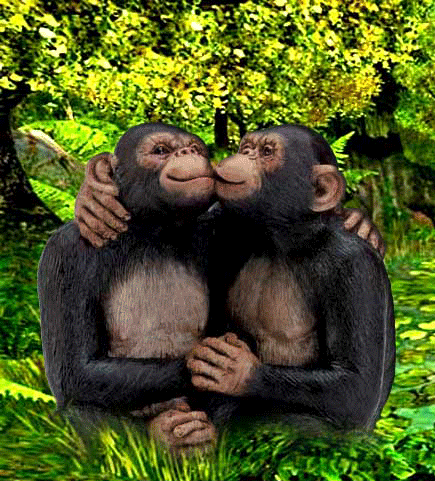 Umarmungen von Affen auf GIFs - 18 süße animierte Bilder