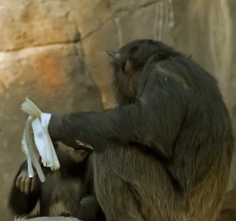 Objetí opic na gifech - 18 roztomilých animovaných obrázků