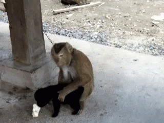 Объятия обезьян на гифках - 18 милых анимированных изображений