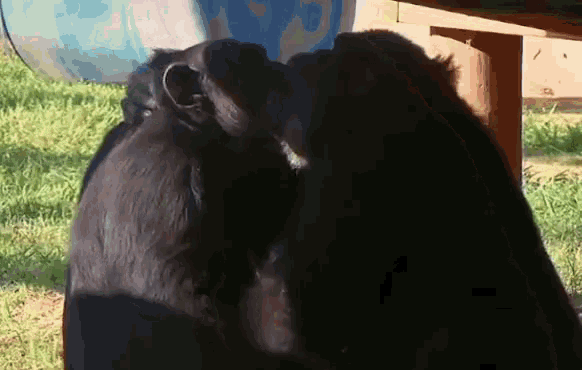 Étreintes de singes sur des GIFs - 18 images animées mignonnes