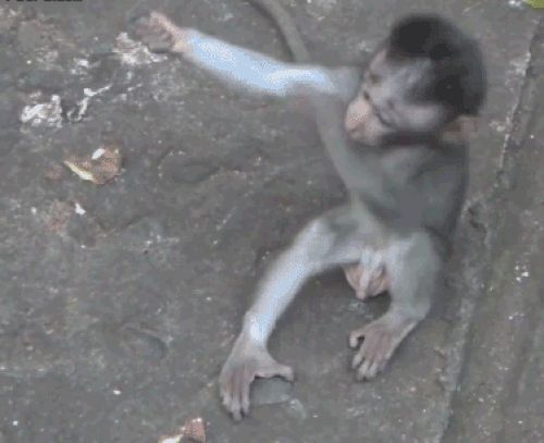 Abbracci di scimmie su GIF - 18 immagini animate carine