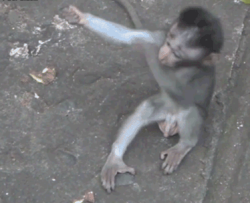 Étreintes de singes sur des GIFs - 18 images animées mignonnes