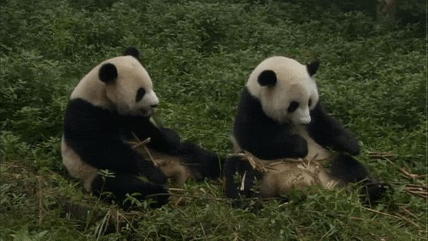 Panda GIFs - Plus de 100 images animées de ces animaux