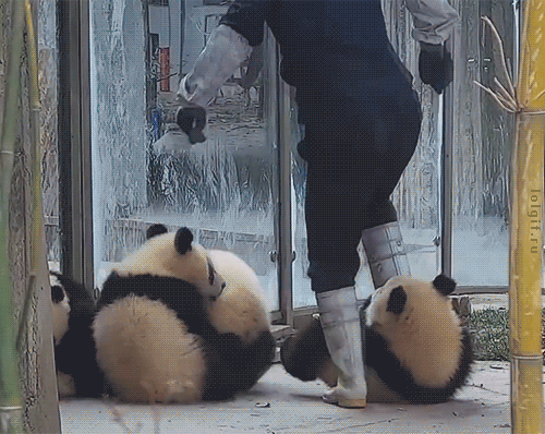 GIFy Panda - Ponad 100 animowanych obrazów tych zwierząt