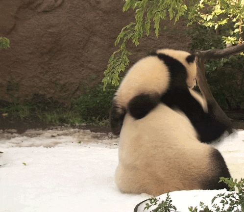 Panda GIFs - Über 100 animierte Bilder dieser Tiere