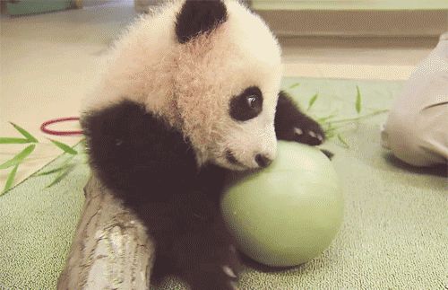 Panda GIFs - Über 100 animierte Bilder dieser Tiere