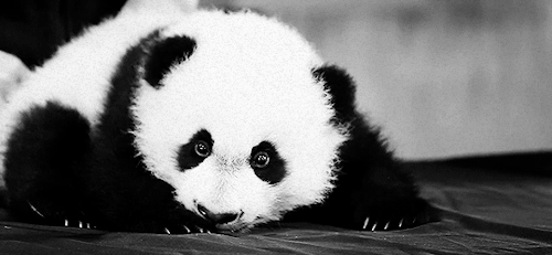 Panda GIFs - Over 100 Animated Images of These Animals