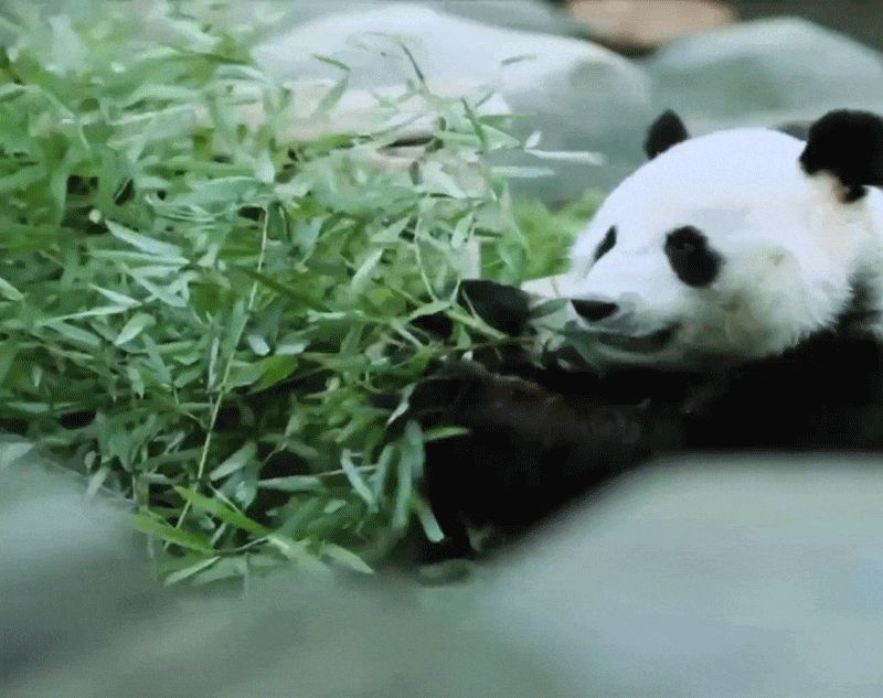 Le GIF di Panda - Oltre 100 immagini animate di questi animali
