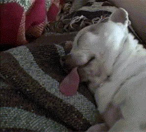 https://usagif.com/wp-content/uploads/gif/sleepy-puppy-16.gif.webp