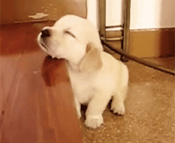 GIFs de cachorros sonolentos - 60 imagens animadas fofas