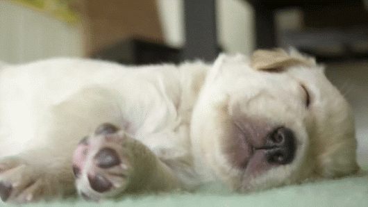 GIF de cachorros con sueño - 60 lindas imágenes animadas