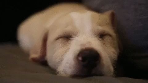 Гифки сонных щеночков - 60 милых GIF-анимаций