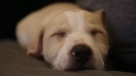 GIF de cachorros con sueño - 60 lindas imágenes animadas