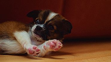 Гифки сонных щеночков - 60 милых GIF-анимаций