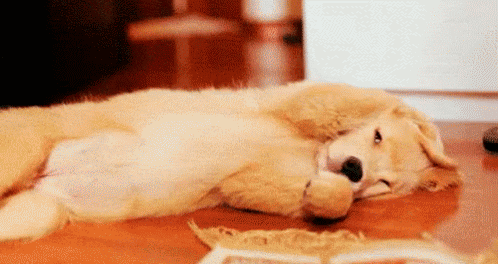 GIFs de cachorros sonolentos - 60 imagens animadas fofas | USAGIF.com