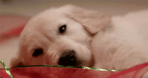 GIFs de cachorros sonolentos - 60 imagens animadas fofas | USAGIF.com