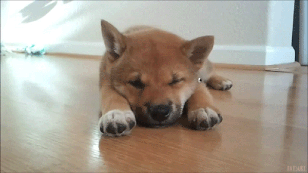 GIFs de cachorros sonolentos - 60 imagens animadas fofas