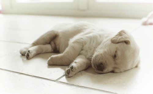 眠そうな子犬のGIF - 60のかわいいアニメーション写真を無料で