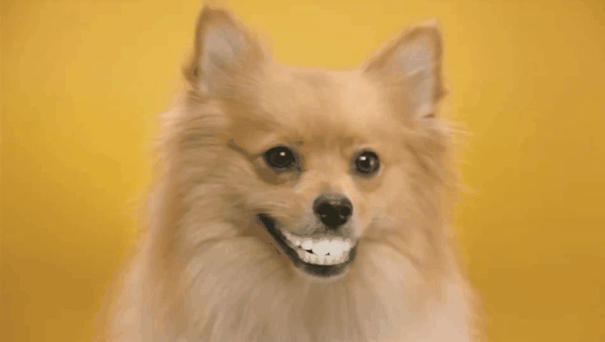 Chiens souriants sur des GIFs - 30 images animées de chiens mignons