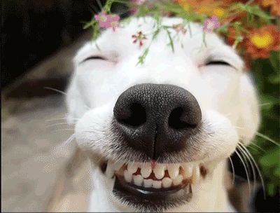 笑顔の犬のGIF