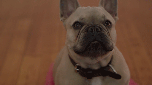 Lächelnde Hunde auf GIFs - 30 animierte Bilder mit einem süßen Hunde