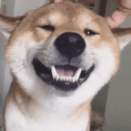 Lächelnde Hunde auf GIFs - 30 animierte Bilder mit einem süßen Hunde