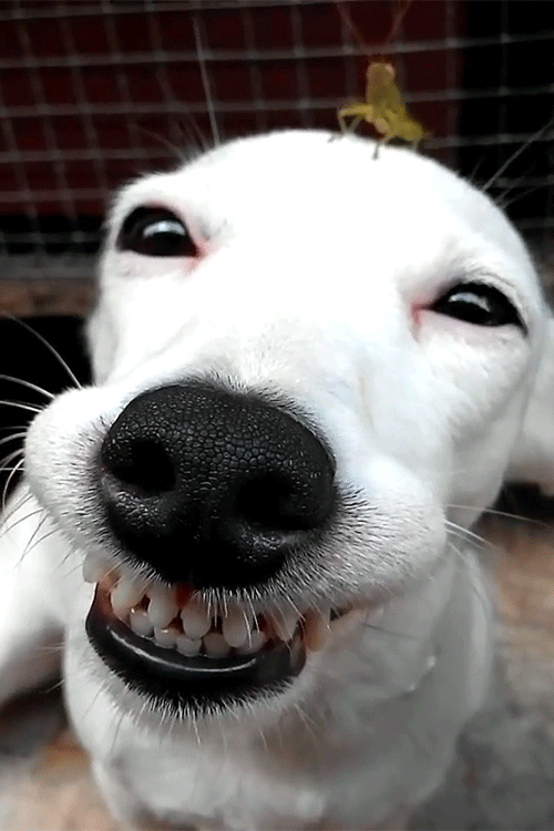 Smiling Dogs GIFs 30 Animated Pics Of Cute Dog Smiles USAGIF Smiling Dogs GIFs 30 Animated Pics Of Cute Dog Smiles USAGIF