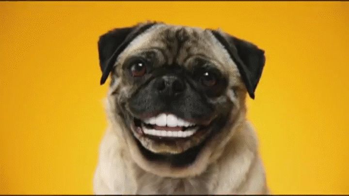 笑顔の犬のGIF