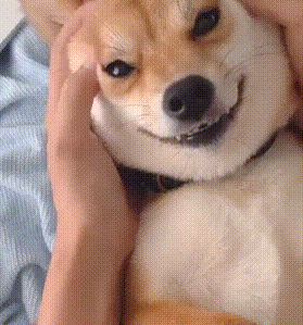 Chiens souriants sur des GIFs - 30 images animées de chiens mignons