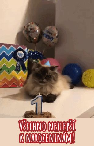 Všechno nejlepší k narozeninám kočky GIFy