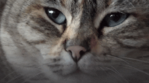 GIFs of Yawning People and Animals - 85 Animated Pics