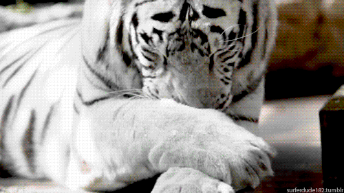 gifs-tiger (103)