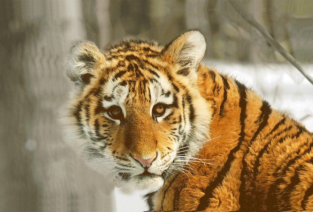 Le GIF con le tigri - 100 immagini animate