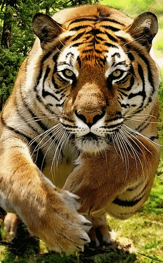 gifs-tiger (15)