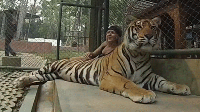 Tigers GIFs - 100 Animated Pics of Yawning, Sleeping And Other Tigers