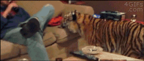 Tigrar animerade GIF-bilder