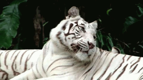gifs-tiger (31)