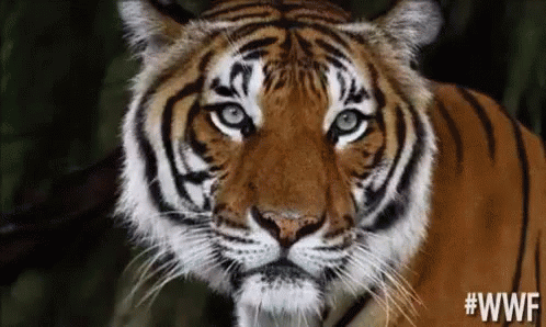gifs-tiger (32)