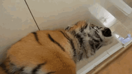 GIF tygři - 100 kusů animovaných obrazů zívání, spících tygrů