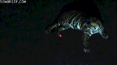Tigres GIF - 100 imagens animadas de tigres bocejando e dormindo
