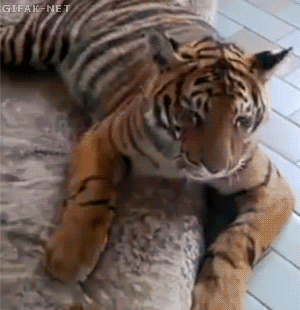 Гифки тигров зевающих, спящих и других