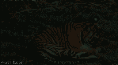 Tiger GIFs - 100 animierte Bilder von gähnenden, schlafenden Tigern